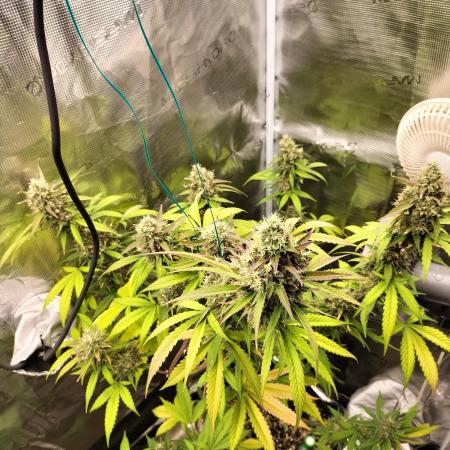 AK 47 XXL Auto