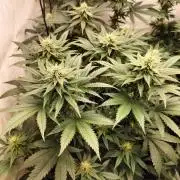Zkittlez