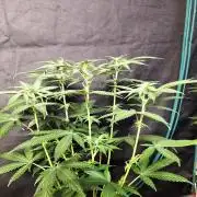 Amnesia Haze Fast