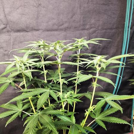 Amnesia Haze Fast