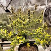 Amnesia Haze Auto