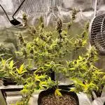 Amnesia Haze Auto