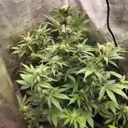 Blackberry Auto #2