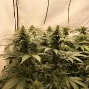 Zkittlez