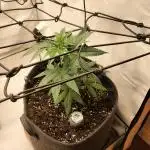Orange Bud 2.0