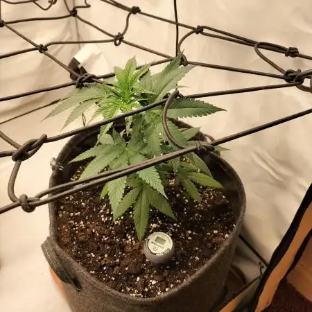 Orange Bud 2.0