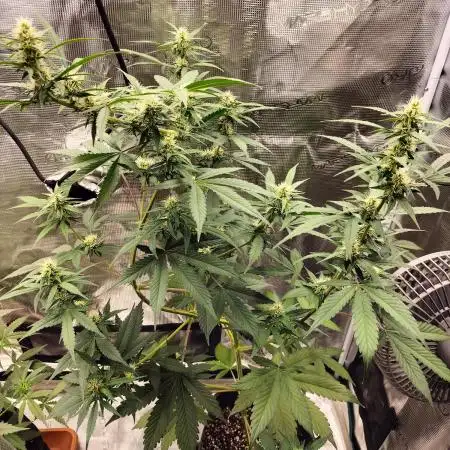 AK 47 XXL Auto