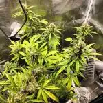 AK 47 XXL Auto
