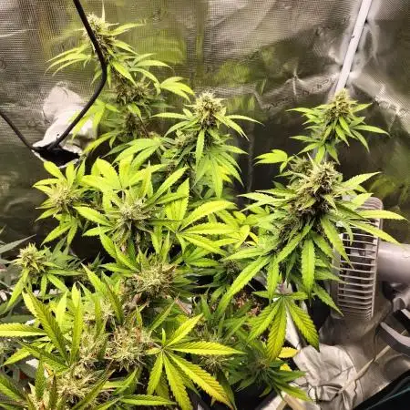 AK 47 XXL Auto