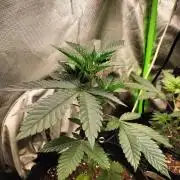 Pink Gelato