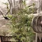 AK 47 XXL Auto