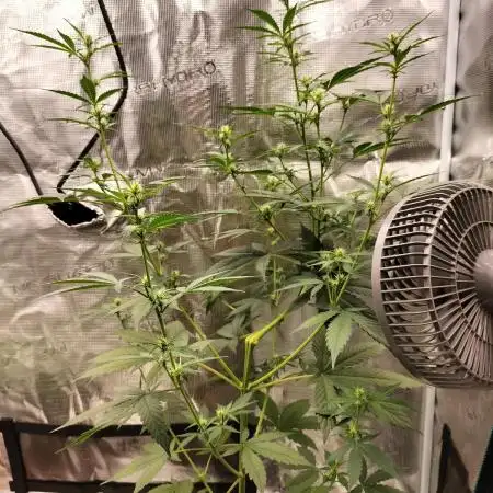 AK 47 XXL Auto