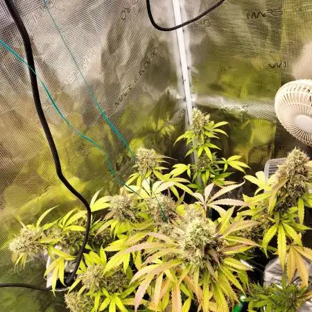 AK 47 XXL Auto