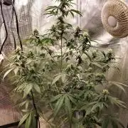 Candy