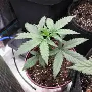 Papaya Jealousy