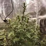 Amnesia Haze Auto