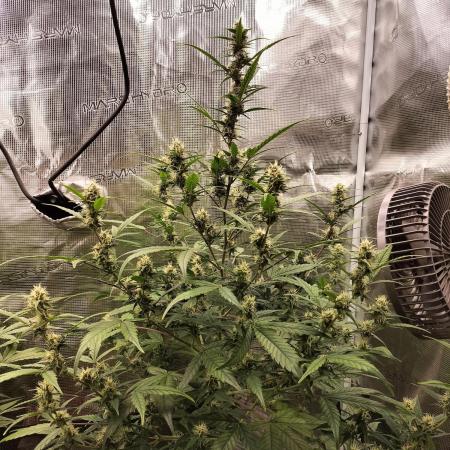 Amnesia Haze Auto