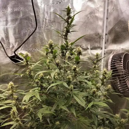 Amnesia Haze Auto