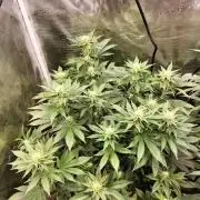 Monkey Grease