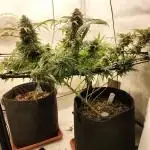 Orange Bud 2.0
