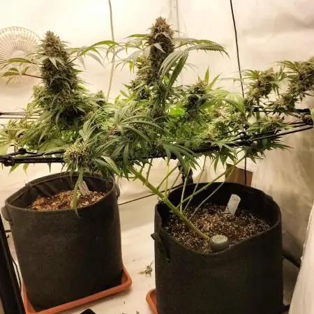 Orange Bud 2.0