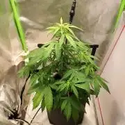 Jack Herer Auto