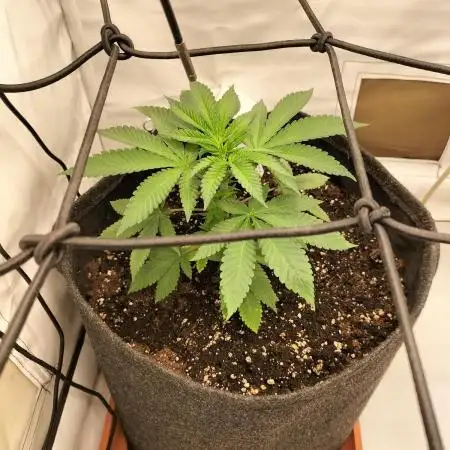 Ice Cream Haze