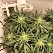 Amnesia Haze Fast