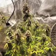 Strawberry Gorilla Auto