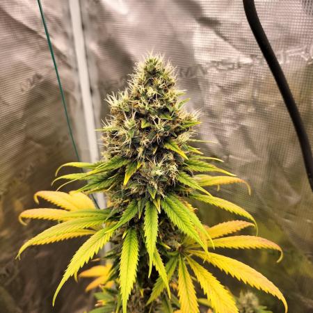 Northern lights