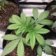 Hash Burger