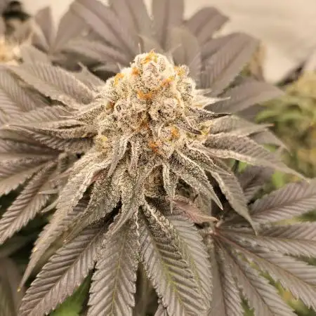 Ice Cream Haze