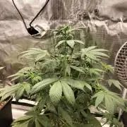 Strawberry Gorilla Auto