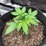 Jack Herer Auto