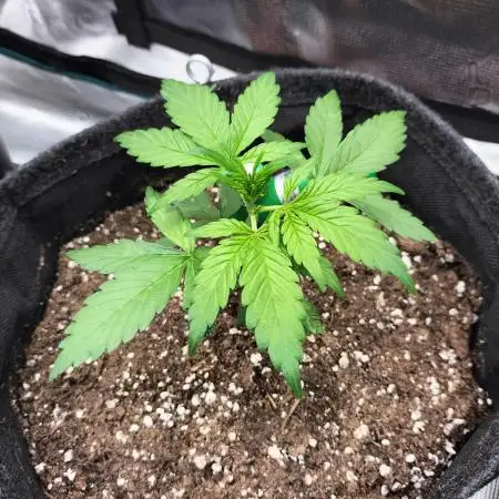 Jack Herer Auto
