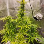 Big Bud Auto