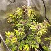Blackberry Auto #2