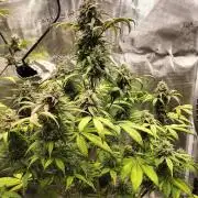 Strawberry Gorilla Auto