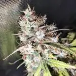 AK 47 XXL Auto