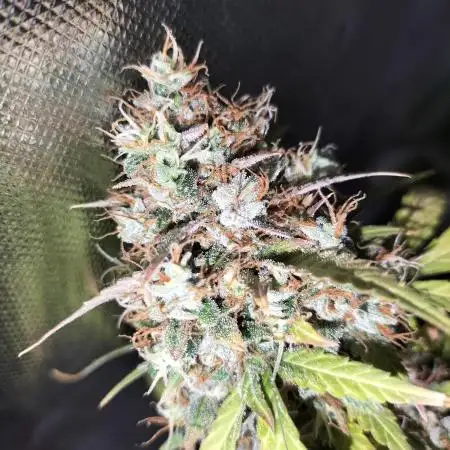 AK 47 XXL Auto