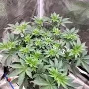 Monkey Grease