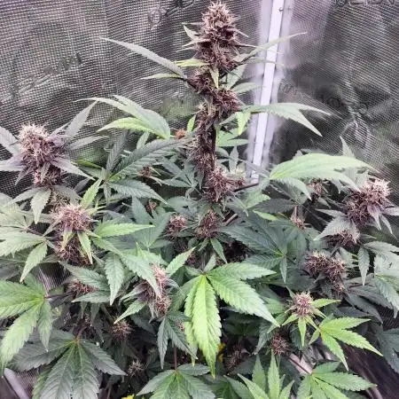 LSD25 Auto