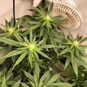 Amnesia Haze Fast