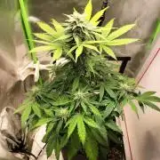 Jack Herer Auto