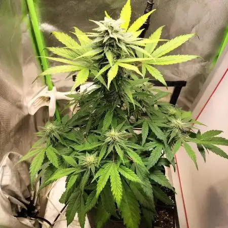 Jack Herer Auto