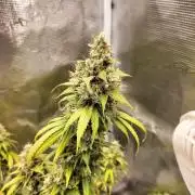 Candy