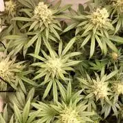Amnesia Haze Fast