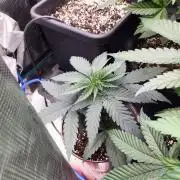 Papaya Jealousy