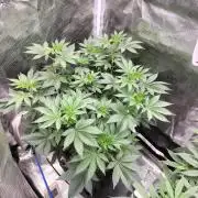 Monkey Grease