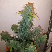 Jack Herer Auto